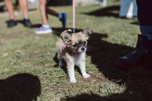 Dog Show